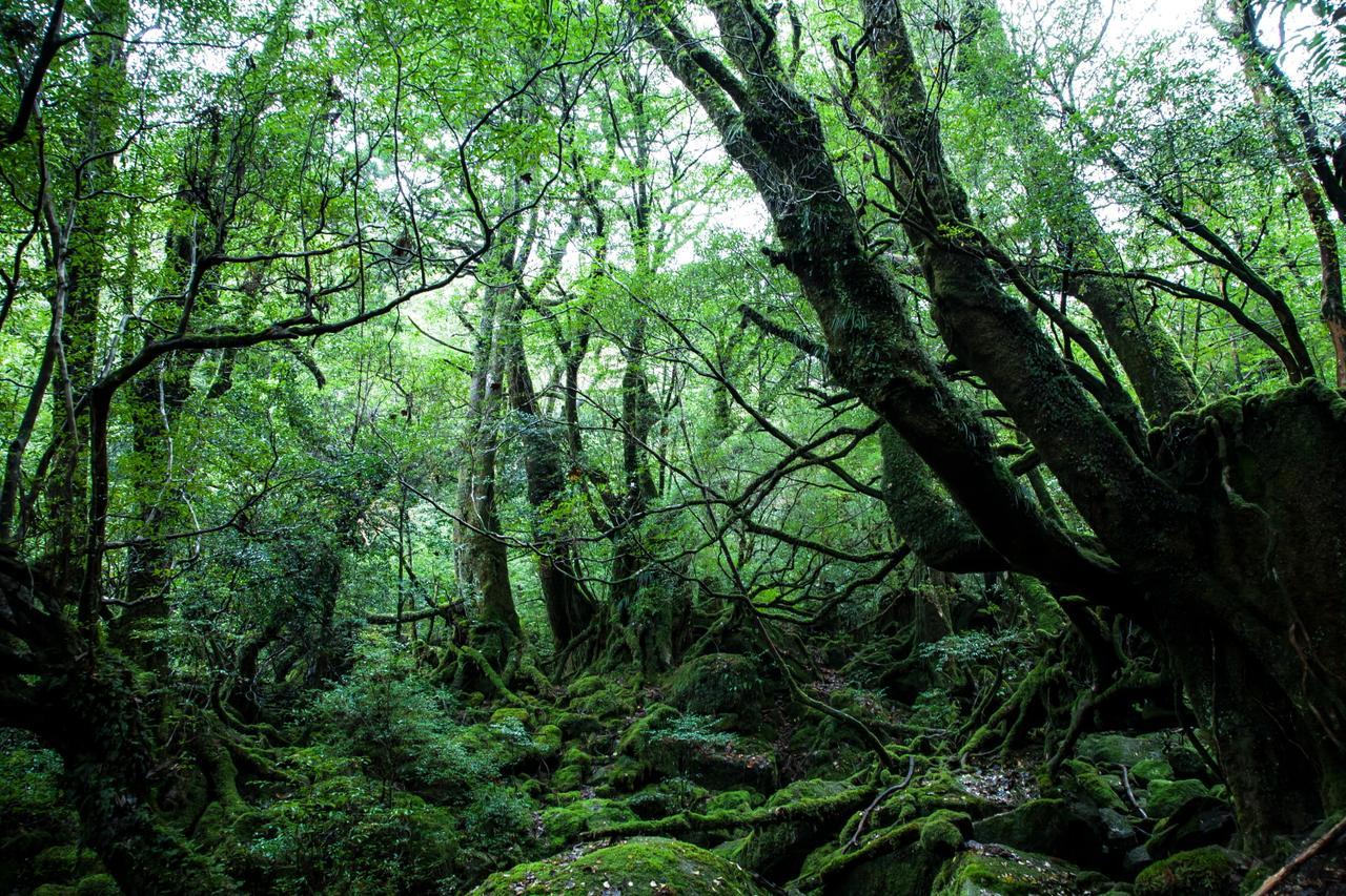 Ananda Chillage Yakushima 호텔 야쿠시마 외부 사진